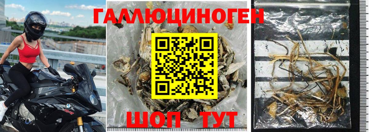 Псилоцибиновые грибы Psilocybine cubensis Волжский